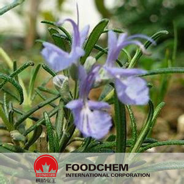 Rosemary Extract